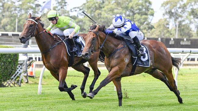 Savvy Hallie (left) will needs some luick from a wide barrier in the Reisling Stakes at Randwick. Picture: Bradley Photos