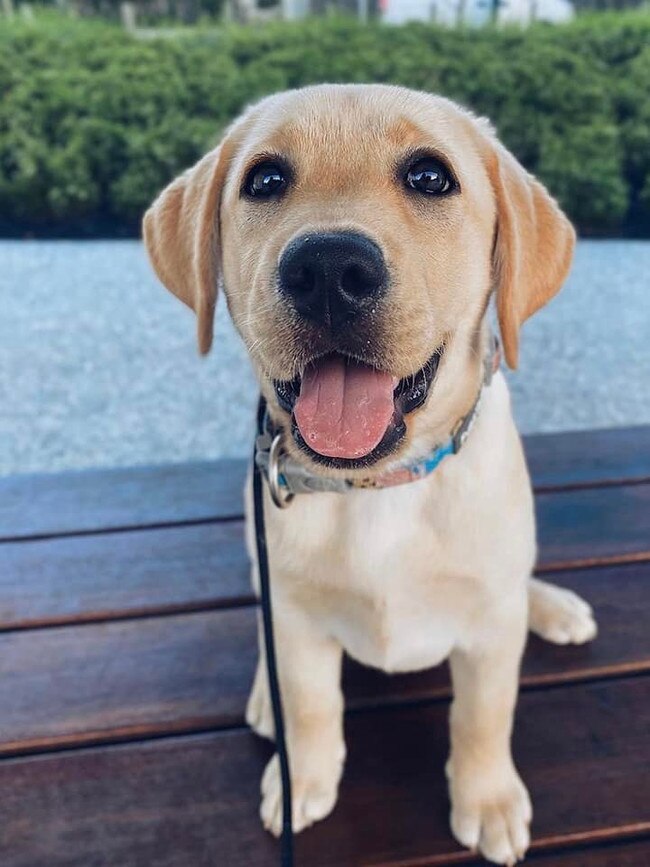 Here is Stevie! Pimpama’s toughest guard dog