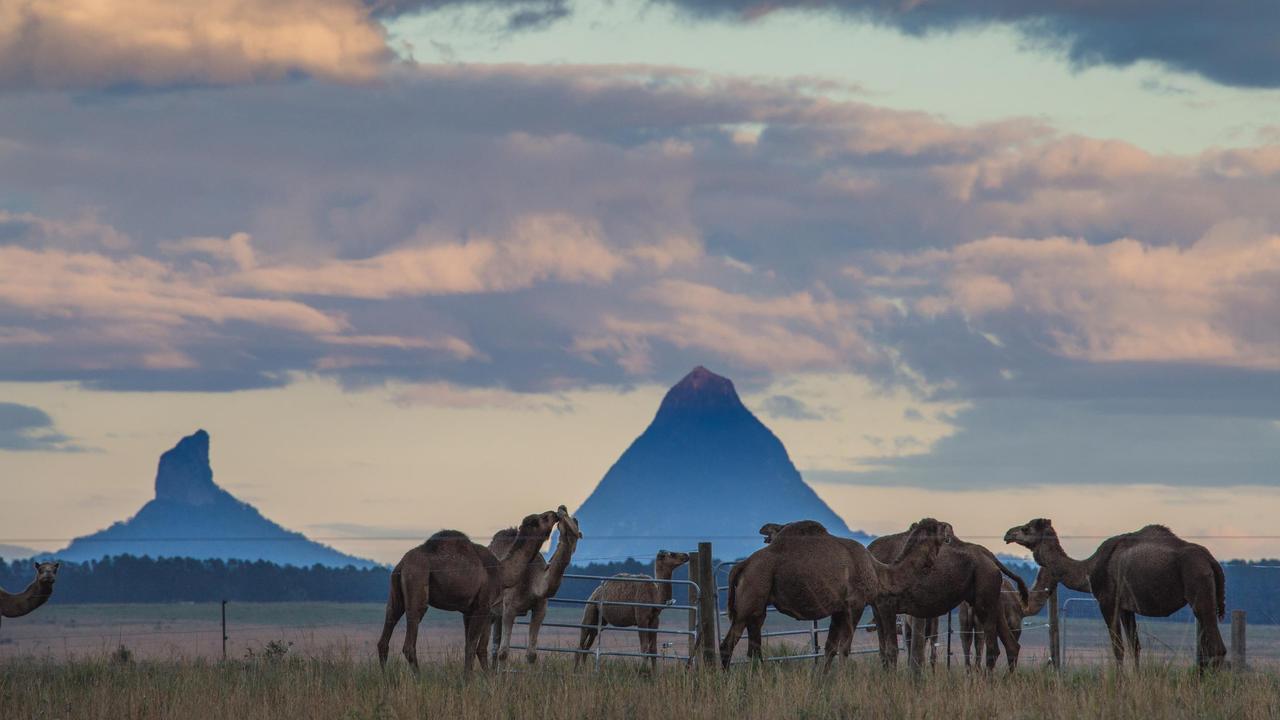 camel tours sunshine coast