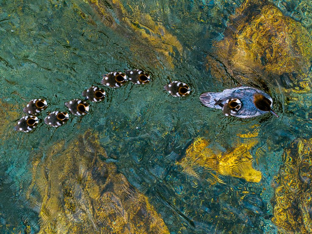 GDT Nature Photographer of the Year 2016 1st place: Andreas Geh (Germany) - Goosander family Andreas Geh (Germany): “The end of May I had on Lake Maggiore on a mountain river, I wanted to capture how the chicks follow closely bond like a pearl necklace behind the parent animal. Through the crystal clear water I could install the reflections on the rocks at the base graphically in the scene.