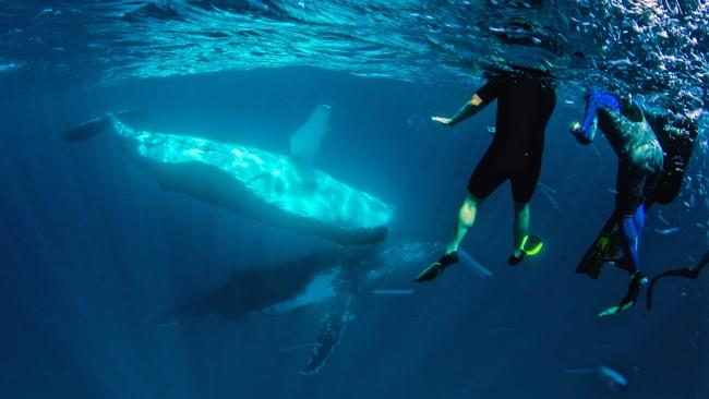 Ningaloo Reef is the stuff of dreams. This week, even more so. Picture: Sabine Zucculo