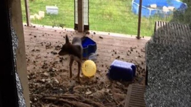 Alejandro Recio and Chloe Beverly Candy both received hefty penalties in Bundaberg Magistrates Court after pleading guilty to three counts each of failing to provide appropriate accommodation or living conditions.