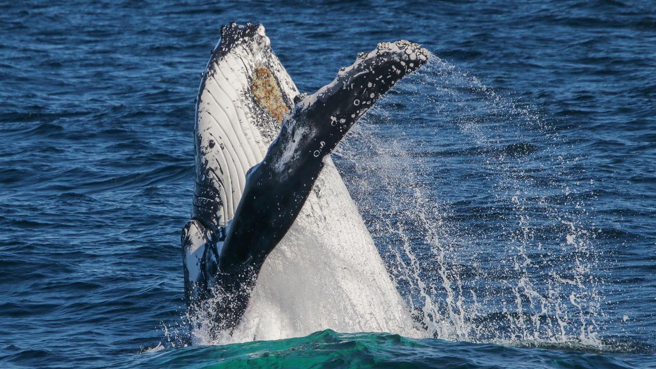 Stunning photos Gold Coast whales | Gold Coast Bulletin