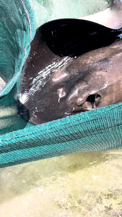 Local heroes rescue stingray stuck on Australian beach