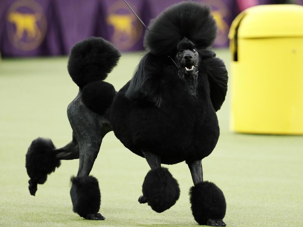 Siba, the standard poodle, competes for Best in Show during the 144th Westminster Kennel Club dog show, Tuesday, Feb. 11, 2020, in New York. (AP Photo/John Minchillo)