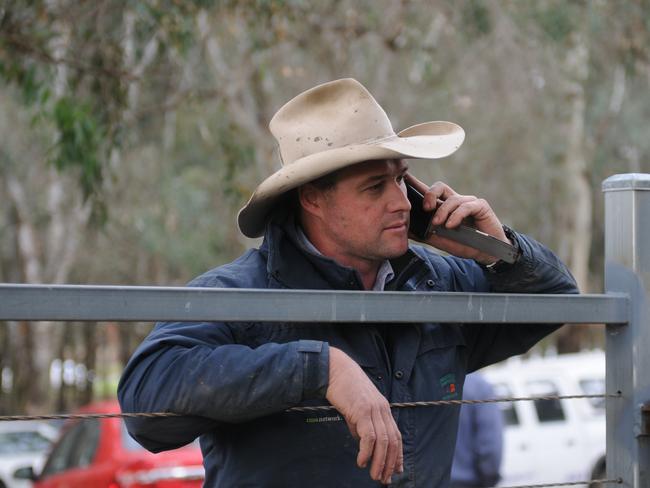 Steer prices reached 431c/kg at Myrtleford last week as recent rain pushed up rates. Picture: Fiona Myers