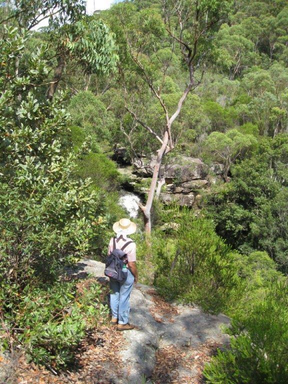 The Ku-ring-gai Wildflower Garden at St Ives.