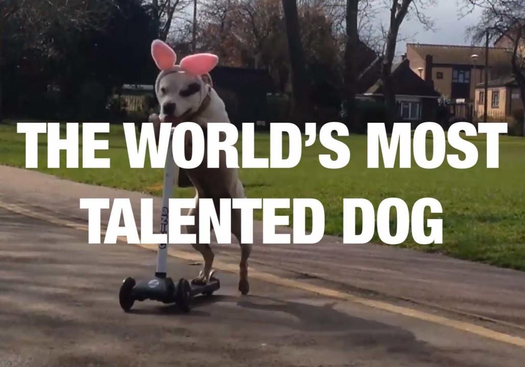 The World’s Most Talented Dog