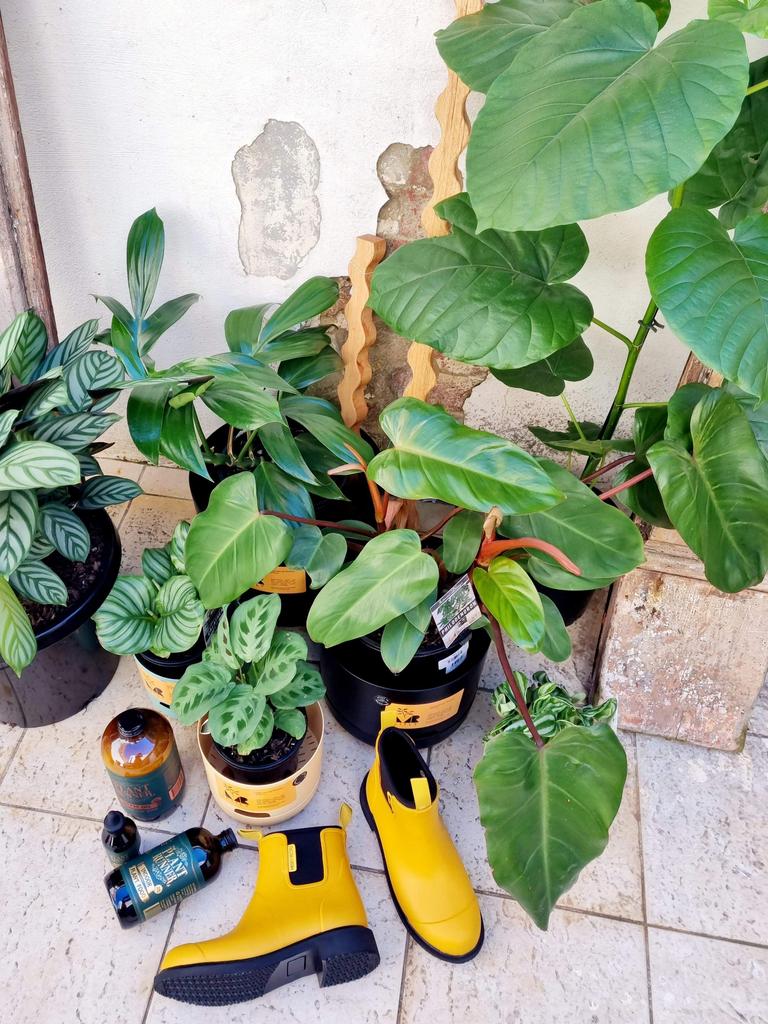 Large Indoor Plants Hobart