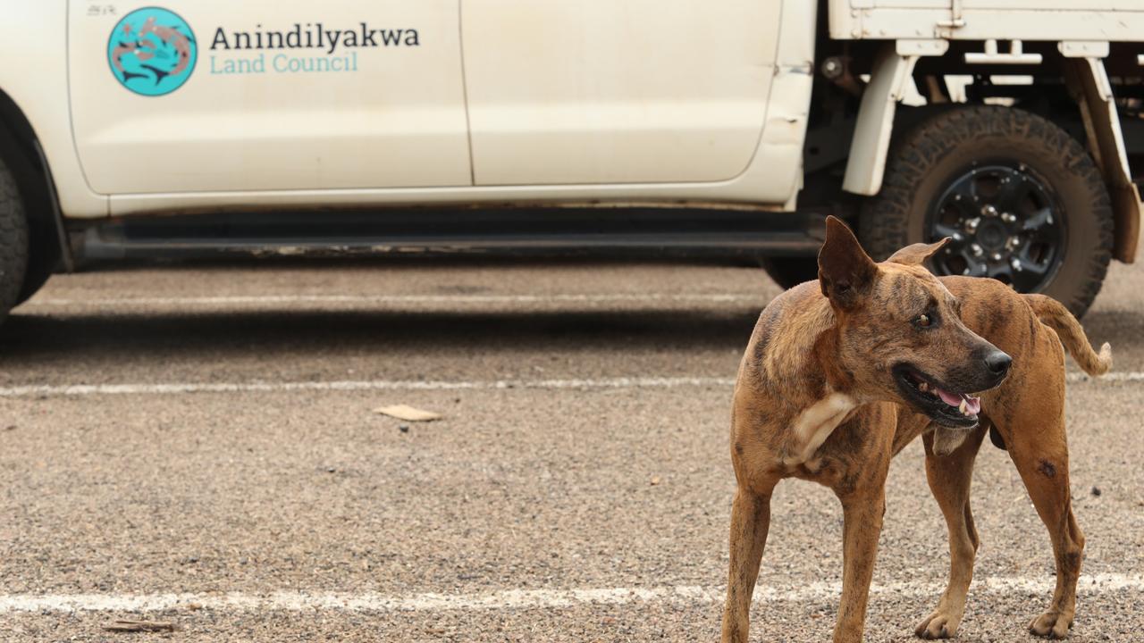 Anindilyakwa Land Council truck with a camp dog. .