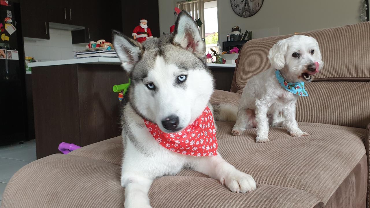 The ten-month-old dog, Stormy, managed to be rehomed after regaining her health. Picture: RSPCA