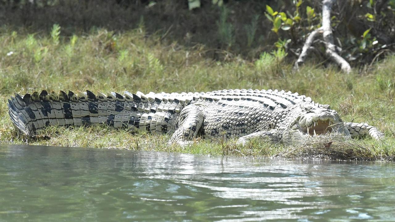 Crocodile captured on the water’s edge at Groper Creek. Picture: Denise and Graham Holder