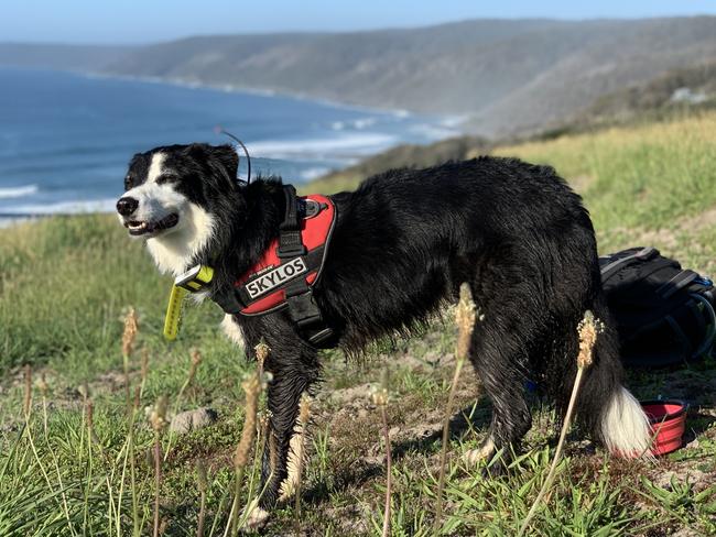 Jimmy was rescued when he was 15 months old.