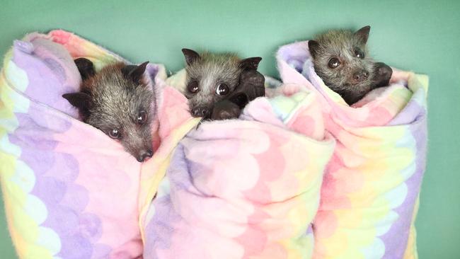 Pictured at Taronga Zoo Wildlife Hospital in Sydney are rescued fruit bats. The Zoo has been inundated with injured and orphaned wildlife due to the bushfires in NSW. Picture: Richard Dobson