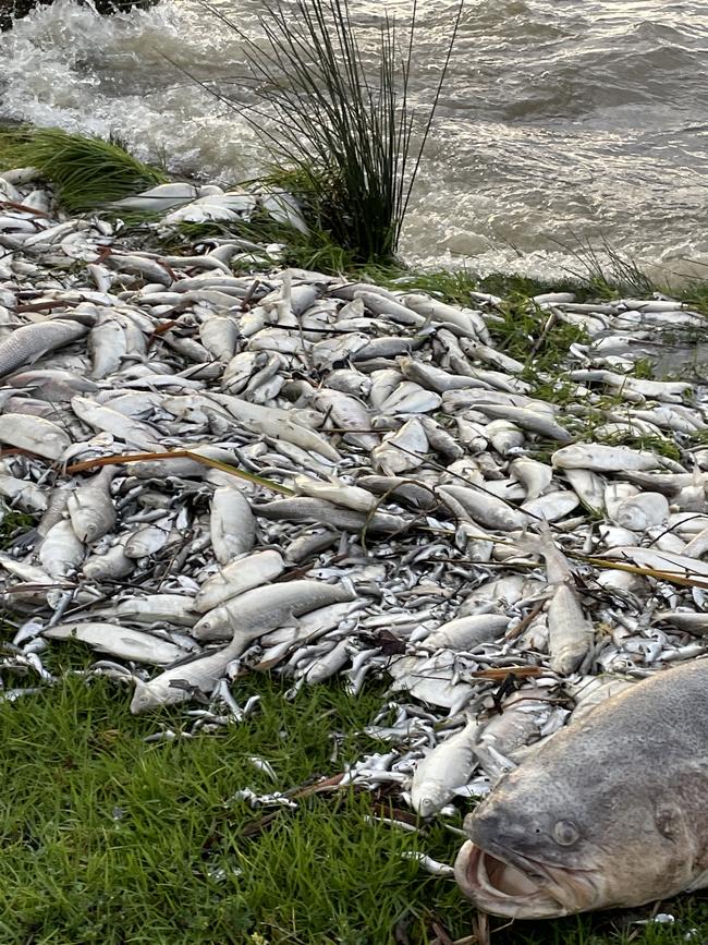 Dead fish line the shore of Kangaroo Lake