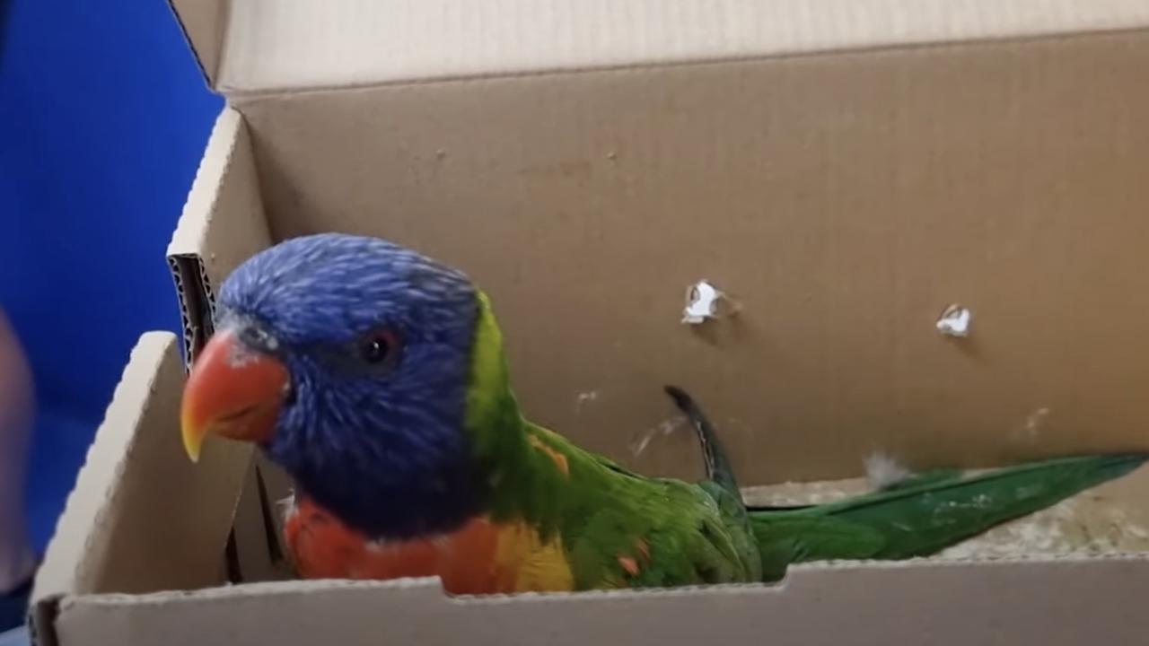 Affected lorikeets are paralysed and cannot fly. Picture: RSPCA Queensland.