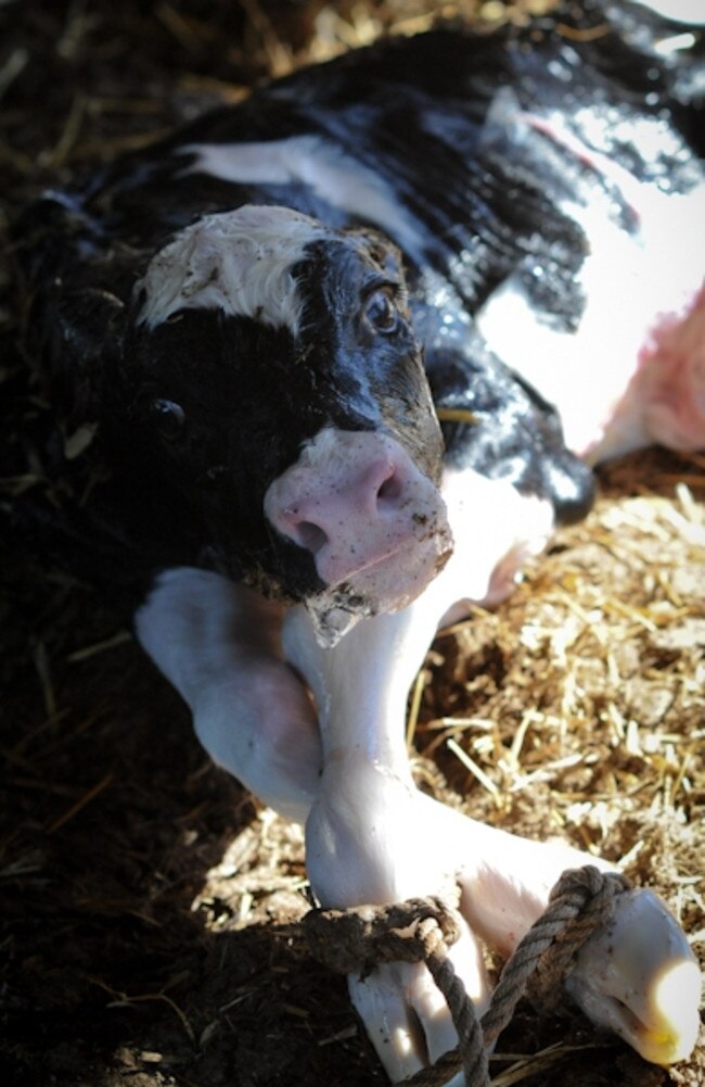 The report says calves are painfully dehorned when they are less than two months old. Image from a US farm. Picture: Jo-Anne McArthur / We Animals