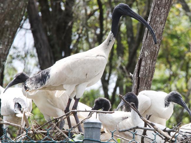 TMR is installing new birdproof fences around the Exit 38 interchange on the M1 at Yatala after current fencing proved no deterrent to nesting Ibis. Picture Glenn Hampson