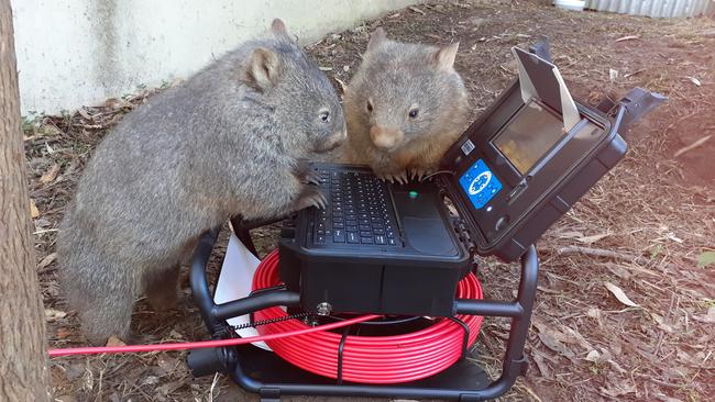 Ben and Wanda get into mischief with the laptop connected to a camera in their burrow at Waratah Park. Picture: Supplied.