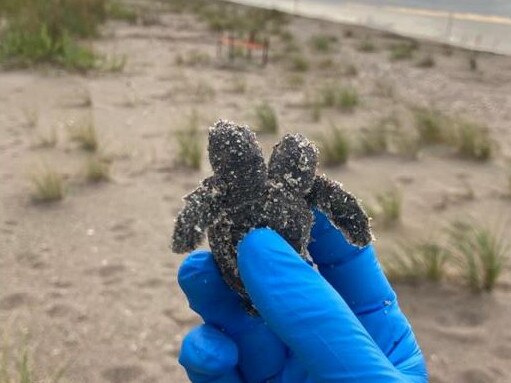 stunning find on us beach. Picture: