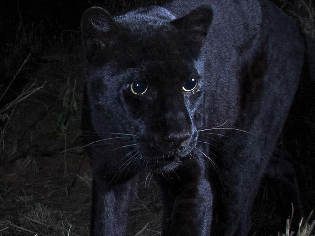 **PLEASE NOTE MANDATORY BYLINE** PIC BY Will Burrad-Lucas / CATERS NEWS - (PICTURED the black panther) A rare black panther has emerged to find its prey as it lurks under the African nights sky. Will Burrad-Lucas, 35, from Beaconsfield, Buckinghamshire, took the phenomenal photos at Laikipia Wilderness Camp, Kenya, last month. The wildlife photographer took the images using a Camtraptions Camera Trap - a camera which has a motion sensor to detect when something is there. The high quality system made it possible to see the majestic black panther, despite it being dark. SEE CATERS COPY