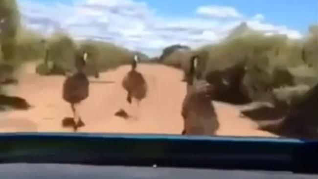 At one point the car speeds towards three emus at once. Picture: Channel 7