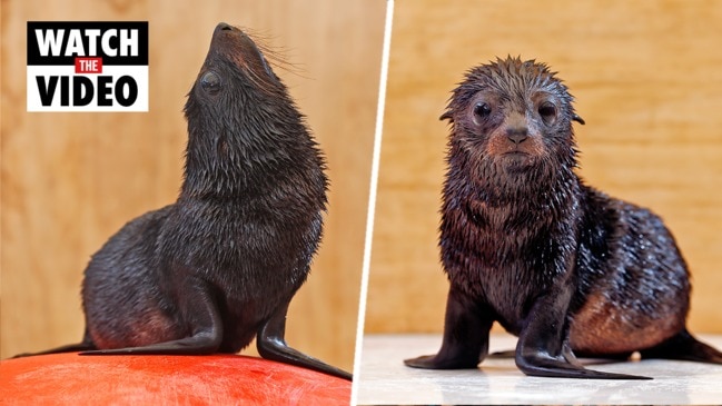 Taronga Zoo needs help naming fur seal pup