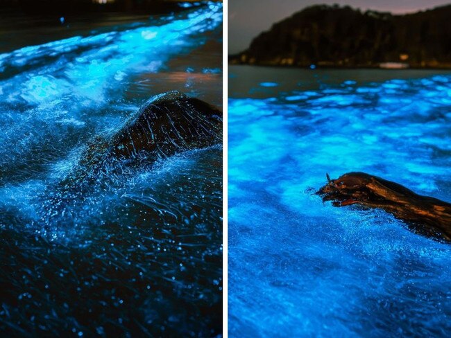 The waters at a popular beach have glittered electric blue due to a rare natural phenomenon scientists say is a sign of a big change. Picture: Instagram / Jarvis Liu