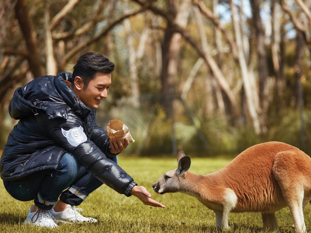 Huang Xiaoming feeds a kangaroo. Picture: South Australian Tourism Commission