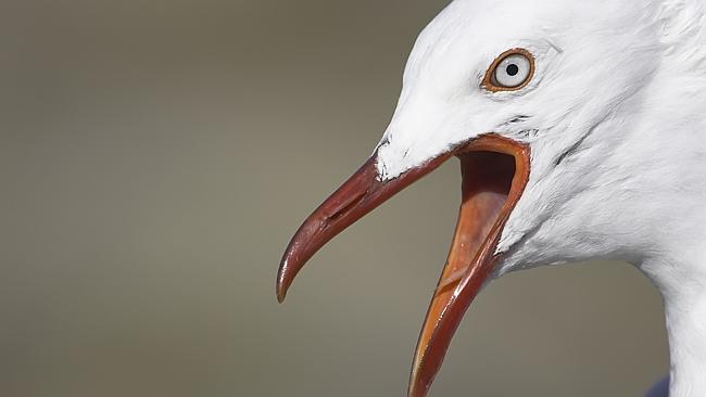 Killer seagulls wreaking havoc from sky