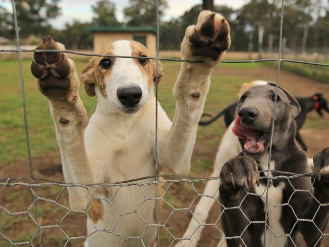 Is Mike Baird’s premiership going to be remembered for one issue? Greyhounds? That seems crazy but that is the risk / Picture: Jenny Evans