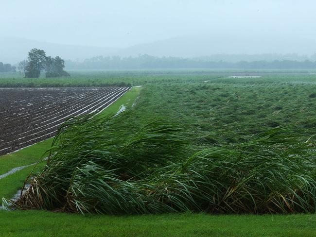 Proserpine sugar cane crop blown over by Cyclone Debbie winds. Picture: Liam Kidston.