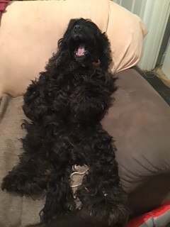 Wilfred from Waubra rests on the couch after a busy day in the shearing shed. Picture: Stu Robertson