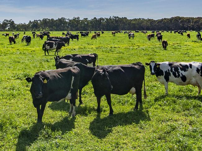 FARM: Bethune Lane dairyPaul & Sally Bethune run Bethune Lane Dairy, a large dairy that is now value adding its milk into a range of products including cheeses, milk and yoghurt.Pictured: Generic dairy cows on farm at Lake Boga.PHOTOGRAPHER: ZOE PHILLIPS