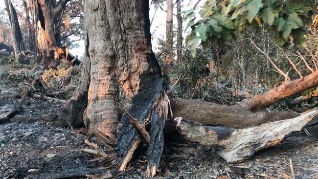 Ruins of Binna Burra Lodge after bushfires devastated the hinterlands. Picture: Kirstin Payne