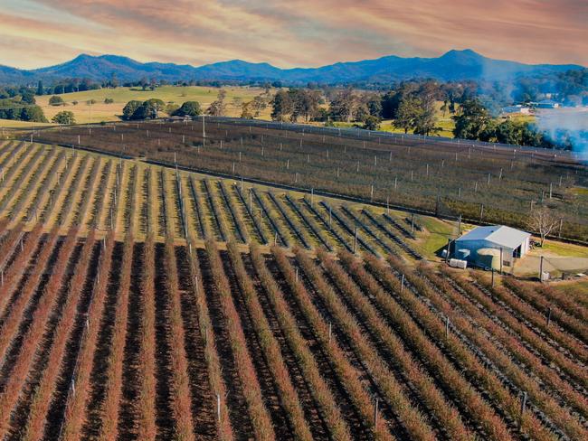 Bowraville Blueberries was announced for sale in October 2022.