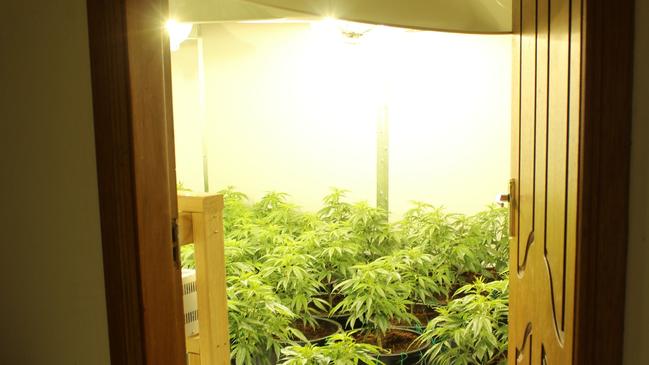 Cannabis allegedly being grown inside a Chatswood house. Picture: NSW Police