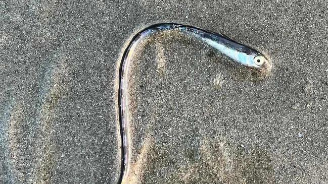 Gold Coast locals were left stumped when this odd looking fish washed up. It was later identified as a Hairtail blenny.