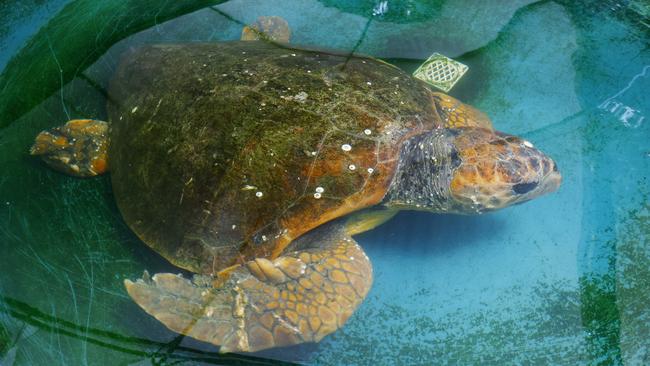 The Cairns Turtle Rehabilitation Centre has rescued a large Loggerhead turtle, estimated to be 60 years old, at Flynn Reef, after she was reported by dive operators to have been attacked by a shark. Picture: Brendan Radke