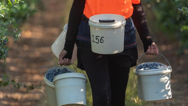 A blueberry picker at work.