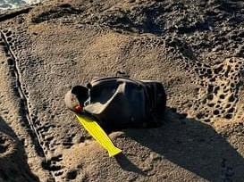 A sea search has been launched after fishing gear was found on rocks adjacent to Dudley Beach on July 11, 2024. Picture: NSW Police.