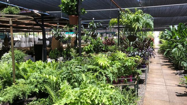 At the Ross Evans Garden Centre, Runaway Bay, Gold Coast. Picture: Amanda Robbemond