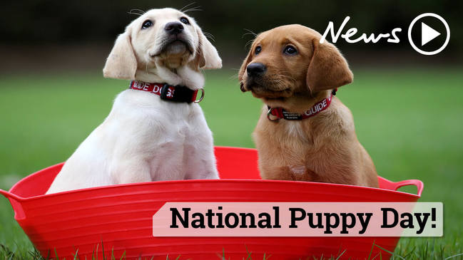 National Puppy Day!