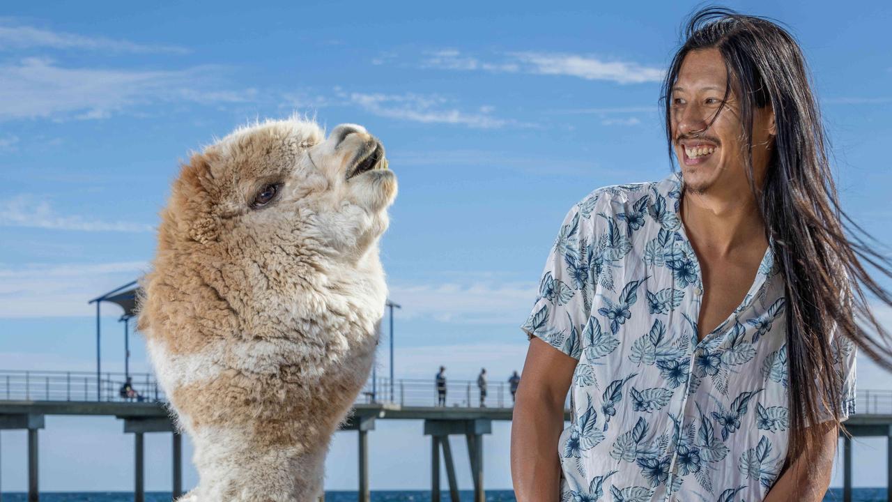 Meet SA’s viral sensation: Alfie the ’fuzzy’ beach-loving alpaca