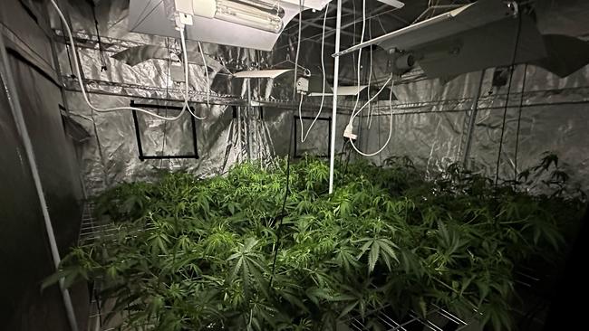 Police allegedly found cannabis plants being grown hydroponically in the Mid North. Picture: SA Police.