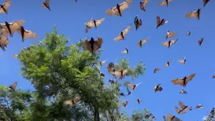 Burdekin Park in the Hunter town of Singleton has a bat problem and a man who calls himself "the Batman" is using a horn to scare them off. Pictured is screen grabs from social media. Picture: Facebook, , Source: https://www.facebook.com/reel/1275620743672457?fs=e&mibextid=wwXIfr&rdid=uaq6JwF8nUfKvgQv&share_url=https%3A%2F%2Fwww.facebook.com%2Fshare%2Fr%2F18hNzmmTDQ%2F%3Fmibextid%3DwwXIfr#,