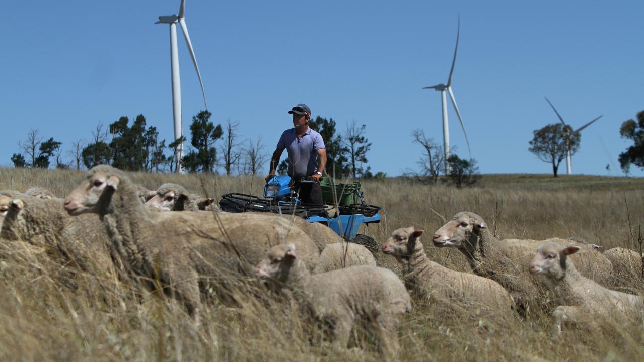 There are 79 million sheep in Australia. Picture: Dean Marzolla