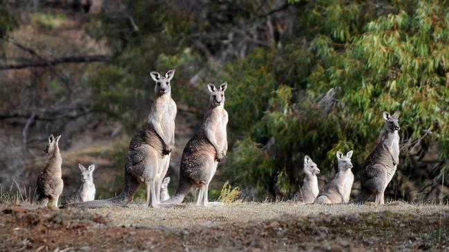 Top quality: Victorians will be able to enjoy eating locally grown roo meat in 2021.