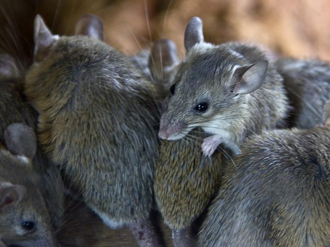 SMARTdaily, Pets. Mouse plague generic. Picture: iStock