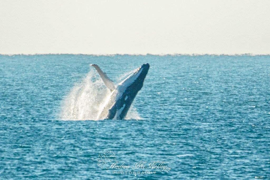 a-pod-of-whales-the-courier-mail